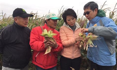 地理教室，無國界 寒害致台南硬質玉米長不大 陳亭妃要農糧署補助兼採購