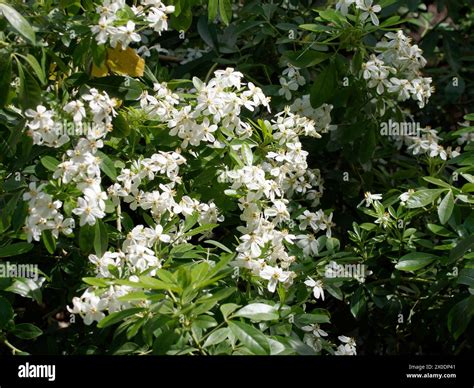 Mexican Orange Blossom Mexican Orange Orangenblume Oranger Du