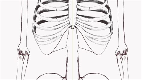 How To Draw A Skeleton Rib Cage