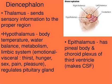 The Brain Ppt Download