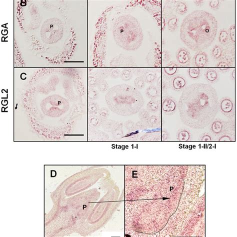 Organization Of The Arabidopsis Root Left Longitudinal Section