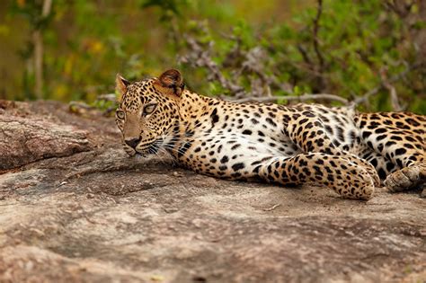 Images leopard animal