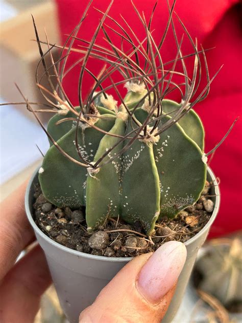 Astrophytum Capricorne V Senile Cactuses Astrophytum Kaktusy