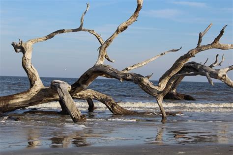 Driftwood Wood Beach Free Photo On Pixabay Pixabay