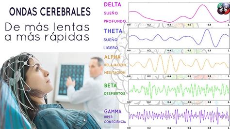 LA ONDAS CEREBRALES Y SU FUNCIÓN