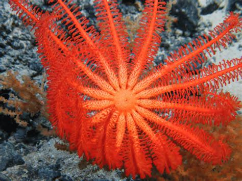 Brisingid Seastar Asteroidea Atlantis Bank Seamount South West