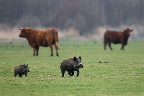 Bios Curit F D Ration D Partementale Des Chasseurs De L Yonne