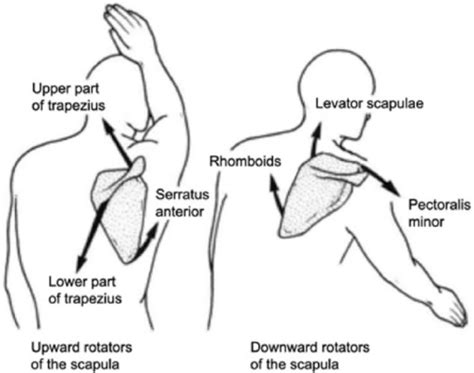 Coordination Motion Of Scapula With Shoulder Anteflexio Open I