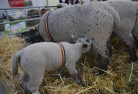 GALERIE FOTO S a deschis INDAGRA cel mai mare târg agricol din