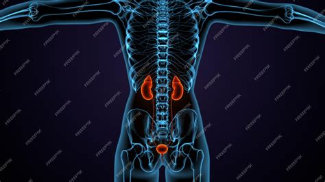 Onde Se Localiza O Rins No Corpo Humano - 8