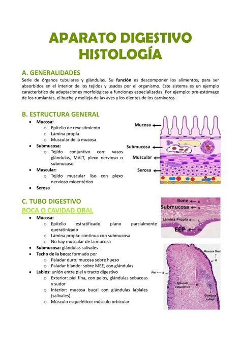 Aparato Digestivo Histologia Eyf Ii Aparato Digestivo HistologÍa A