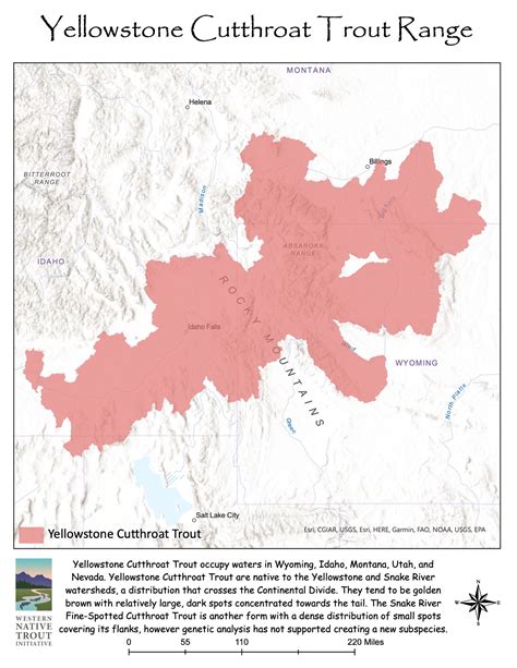 Yellowstone Cutthroat Trout Western Native Trout Initiative