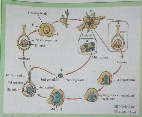 Gambar Struktur Ovum Bonus