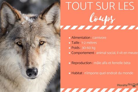 Tout Savoir Sur Les Loups Caractère Comportement Et Anatomie