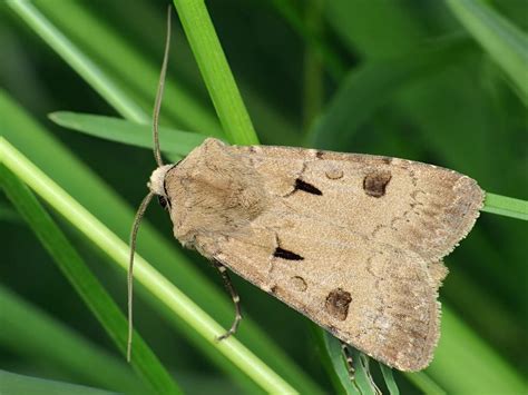 Pin On Moth Reference Photo