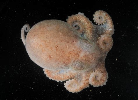 Photos: Orange Octopus, More Creatures Found Deep in Antarctic Sea ...