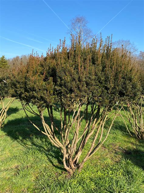 Heimische Eibe Schirm Nr 1268 Taxus Baccata 230 Cm Breit X 220 Cm Hoch