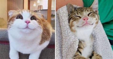 adorable smiling cats pictures       pet