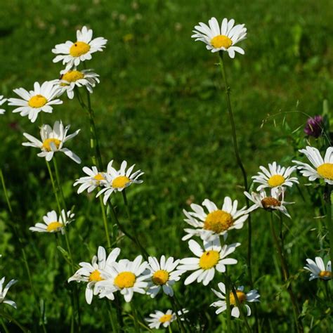 Wiesen Margerite Leucanthemum Vulgare