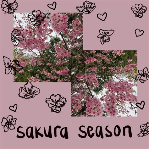 ‎Sakura Season - Single - Album by danijordan - Apple Music