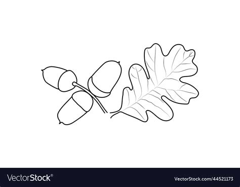 An acorn isolated sketch drawing Royalty Free Vector Image