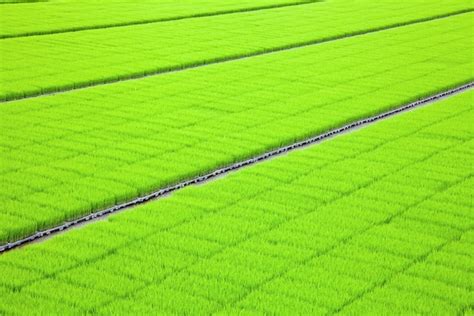 Premium Photo Rice Seeding