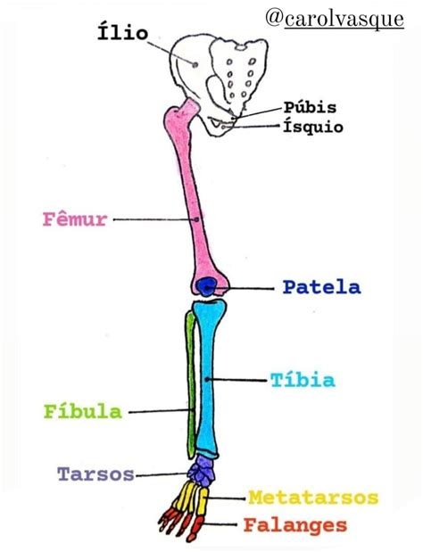 Anatomia Ossos Do Membro Inferior Anatomia Do Corpo Humano Gambaran