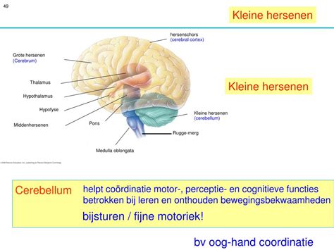 Ppt Zenuwstelsel Hersenen Powerpoint Presentation Free Download