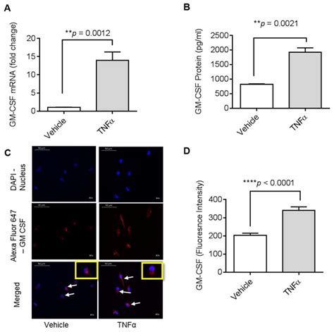 Effect of tumor necrosis factor α TNFα on granulocyte macrophage