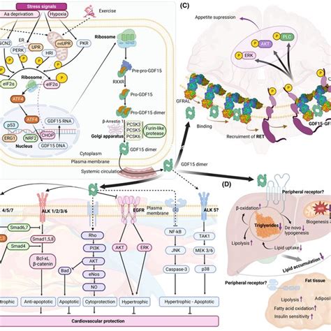 Molecular Pathways Of Gdf As Cardiometabolic Protector A Gdf