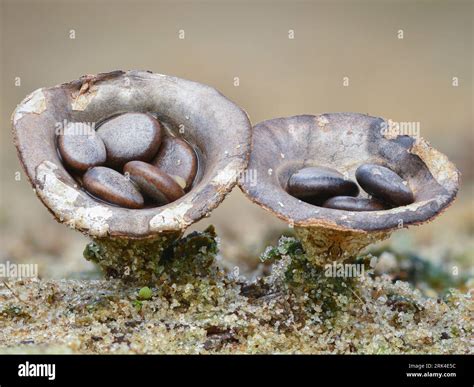 Close Up Of A Grey Fungus That Looks Like Tiny Egg Filled Birds Nests