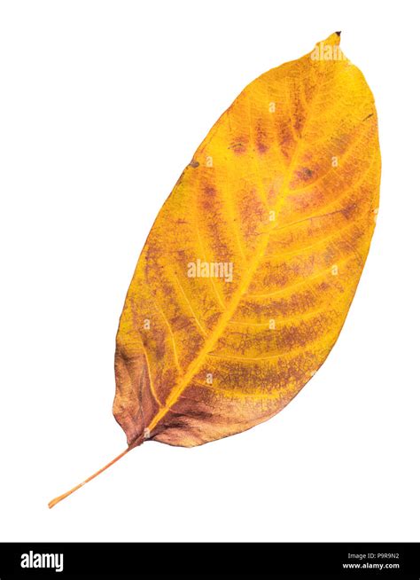 Colorful Autumn Maple Leaf Isolated Stock Photo Alamy