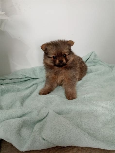 Szpic Miniaturowy Pomeranian Z Rodowodem Gratka Pl Oferta Archiwalna