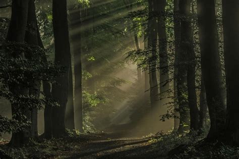 Nature Landscape Netherlands Mist Road Birds Flying Green Sun Rays