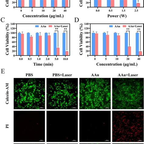 In Vitro Photothermal Effect Of AAu NPs A Cell Viability Of B16 F10