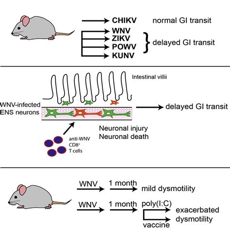 Intestinal Dysmotility Syndromes Following Systemic Infection By