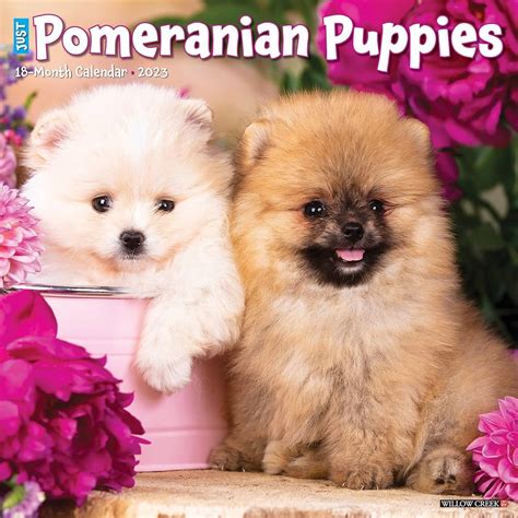 Pomeranian Growth Stages And Pomeranian Puppy Stages Explained