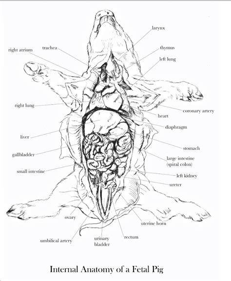 Fetal Pig Dissection Labeled Diagram Structures Fetal Pig Di