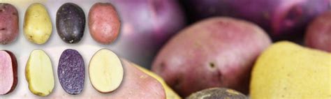 Heirloom Potato Guide - Marx Foods Blog