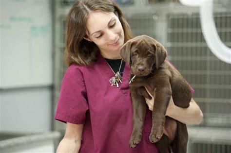 What Does A Veterinarian Assistant Do And How To Become One