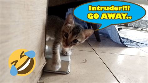 funny playful kitten  failing  time ii cute cats asmr lol