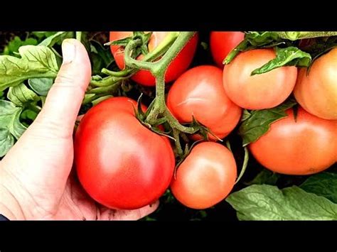 🍅 Вот такой Гибрид Томата Вернер у меня вырос РОЗОВЫЕ ПОМИДОРЫ для ...