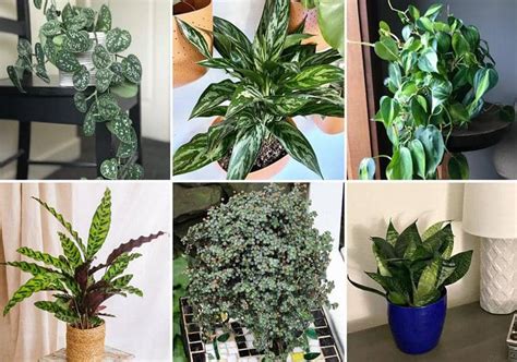 15 plantas ideales para un Apartamento fáciles de cuidar Eco Jardín