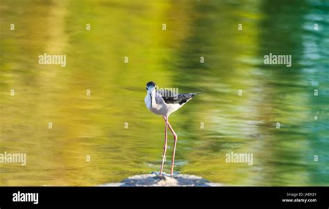 Portrait Of A Black Winged Stilt Common Stilt Or Pied Stilt