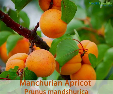 Manchurian Apricot Facts And Health Benefits