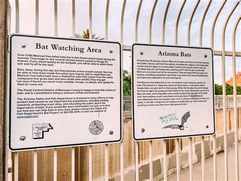 Where To Go Bat Watching In Phoenix The Phoenix Bat Cave Arizona