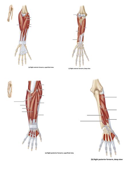 Anatomy Exam 3 Forearm Muscles That Move The Wrist Joint And Digits