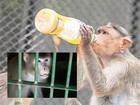 Bestofswla Booze Monkey Sentenced To Life Bestofswla