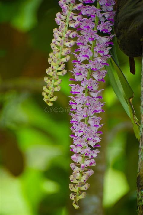 Kopou Flower Orchid Of Assam Stock Image Image Of Pink Northeast 176909231