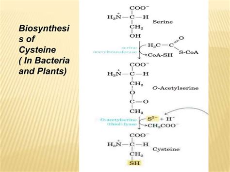 Biosynthesis Of Sulphur Containing Amino Acid Ppt